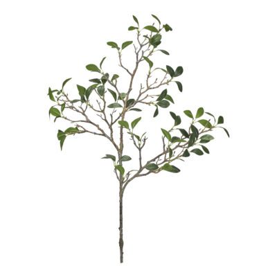 Frangipani Branch - GR2026