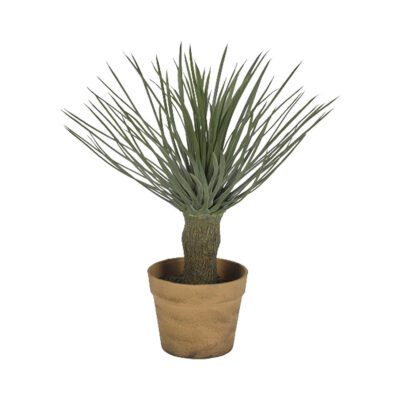 Potted Whipple Yucca Plant 15" - GR2041