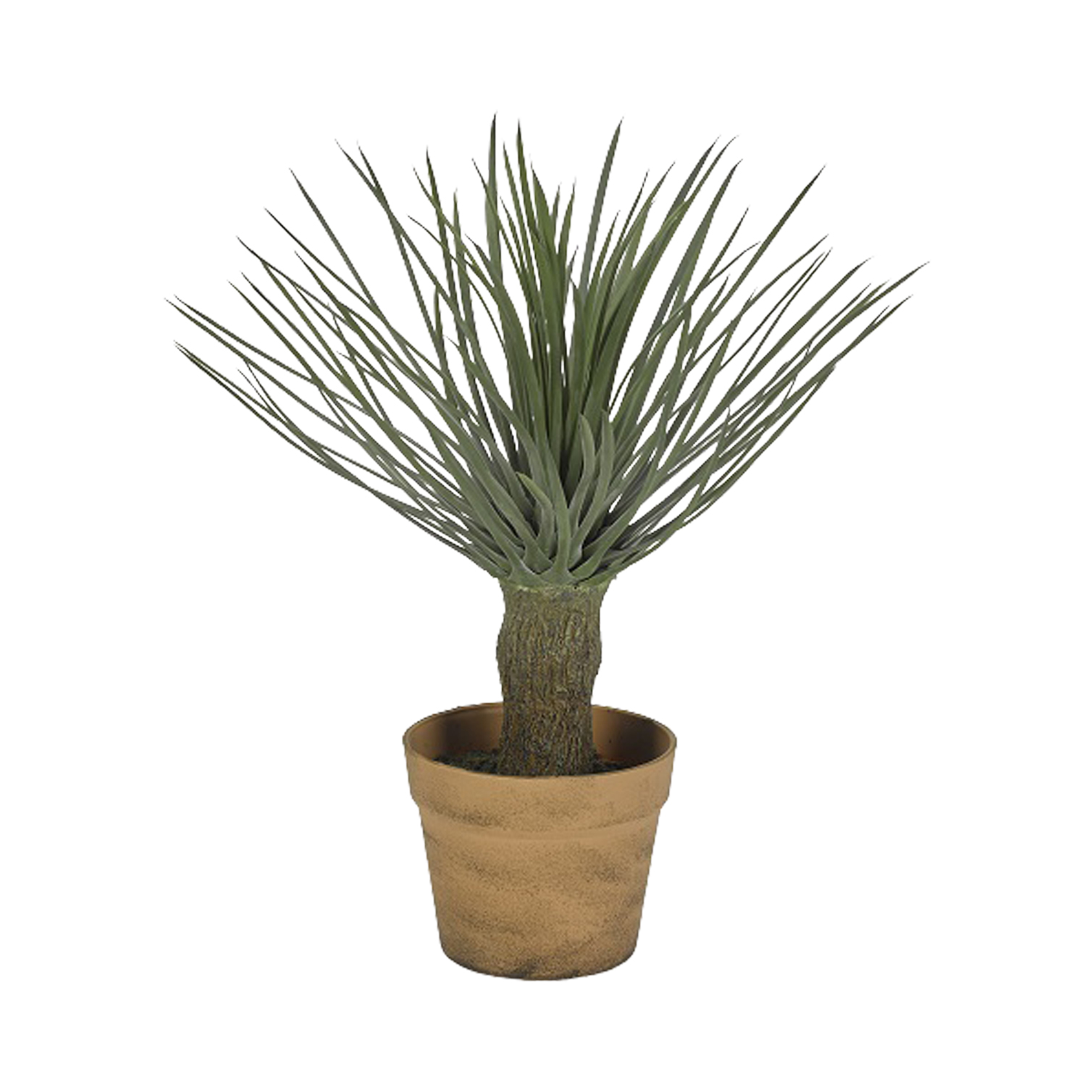 Potted Whipple Yucca Plant 15" - GR2041