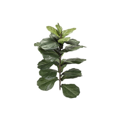 Extra Small Fiddle Leaf Fig Stalk - TL835