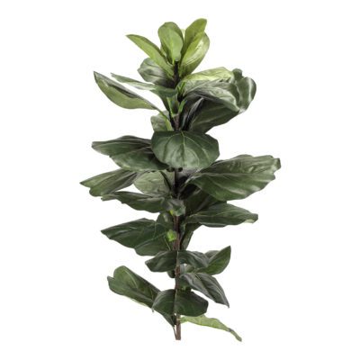 Small Fiddle Leaf Fig Stalk - TL836