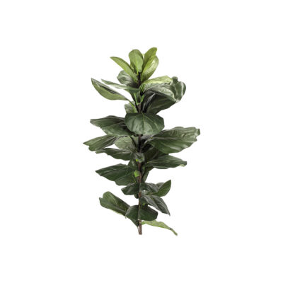 Small Fiddle Leaf Fig Stalk - TL836