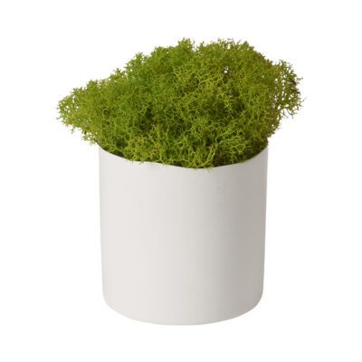 Preserved Deer Moss in Tori Vase - 197029