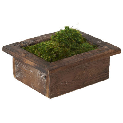 Preserved Mood Moss in Small Wooden Rectangle Planter - 197032
