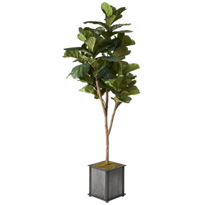 7' Brazilian Fiddle Leaf Fig Tree in Square Metal Wood Planter - 319701