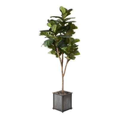 Brazilian Fiddle Leaf Fig in Tin and Timber Planter 7' - 319701