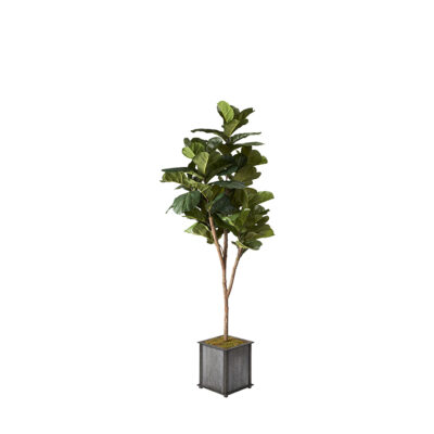 Brazilian Fiddle Leaf Fig in Tin and Timber Planter 7' - 319701