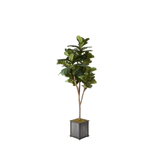 Brazilian Fiddle Leaf Fig in Tin and Timber Planter 7' - 319701