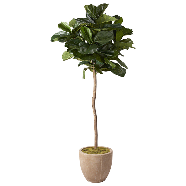 7' Brazilian Fiddle Leaf Fig Tree in Medium Grove Planter - 319702