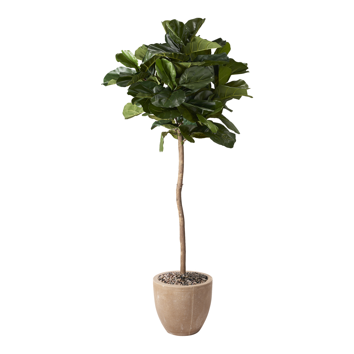 Brazilian Fiddle Leaf Fig in Grove Planter 7' - 319702