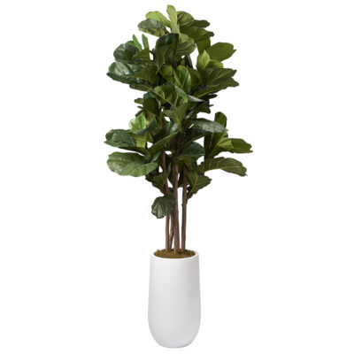 6.5' Brazilian Fiddle Leaf Fig Tree in Medium Quinn Planter - 319703