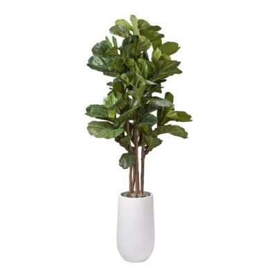 Brazilian Fiddle Leaf Fig in Quinn Planter 6.5' - 319703