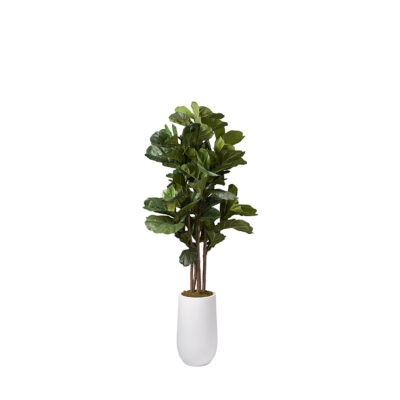 Brazilian Fiddle Leaf Fig in Quinn Planter 6.5' - 319703