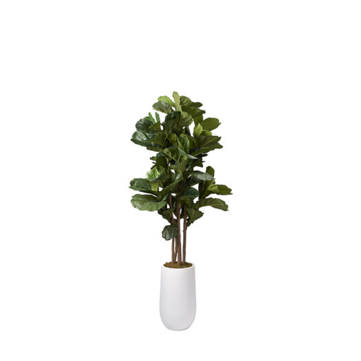 Brazilian Fiddle Leaf Fig in Quinn Planter 6.5' - 319703