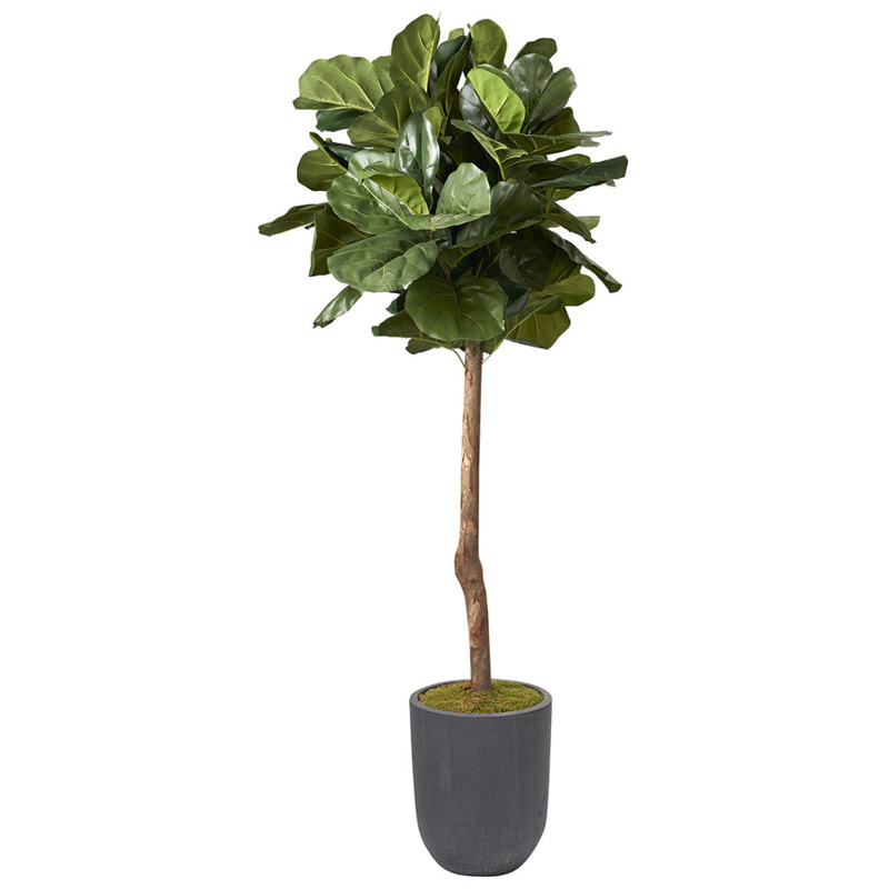 6' Brazilian Fiddle Leaf Fig Tree in Small Campbell Planter - 319704