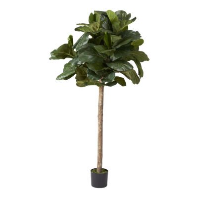 Fiddle Leaf Fig Tree 6' - TL842