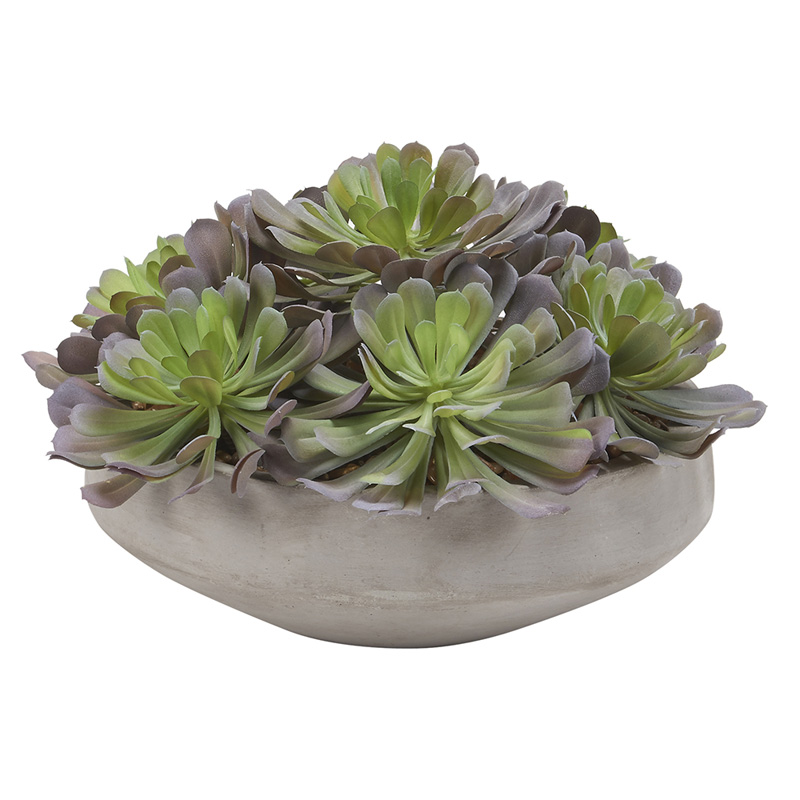 Green/Lavender Echeveria in Newport Bowl - 199003