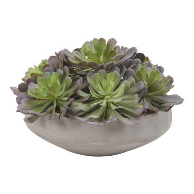 Green/Lavender Echeveria in Newport Bowl - 199003