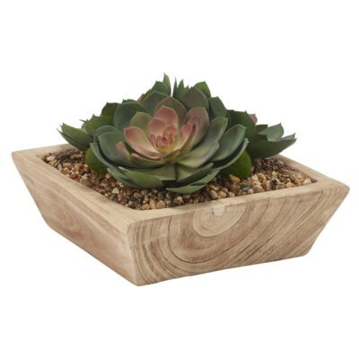 Rose/Green Echeveria in Ambrose Square Bowl - 199014