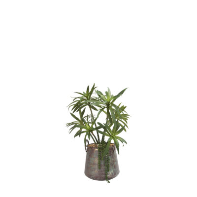 Yucca Plant in Lantana Planter - 199015