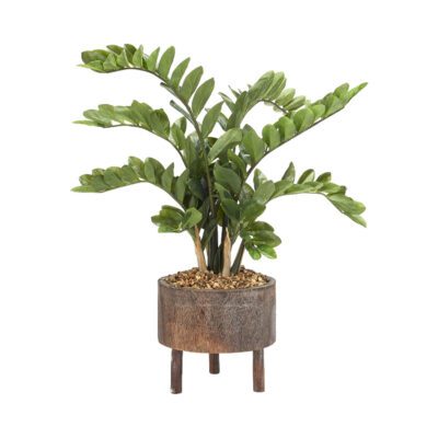 Zamiifolia Plant in Miller Planter - 199016