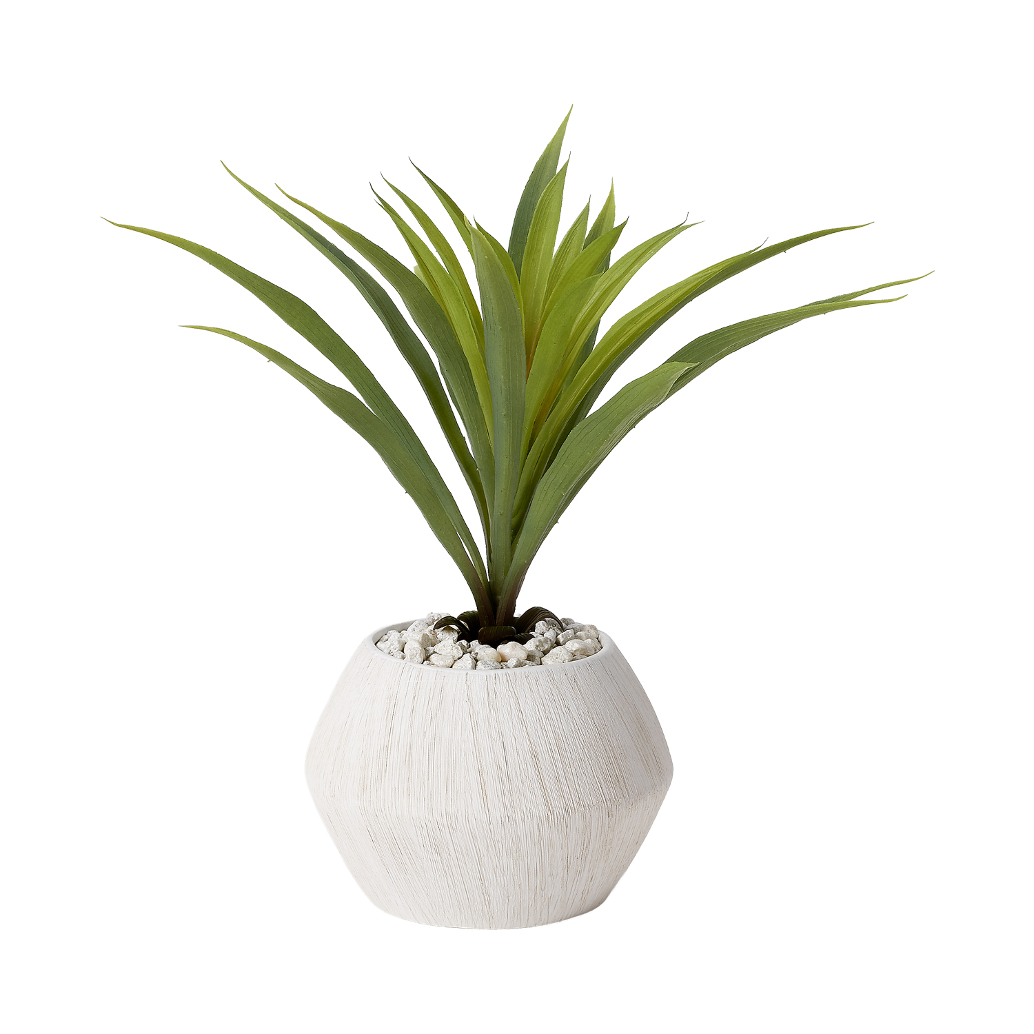 Green Lily Grass in Large Cove Vase - 199024