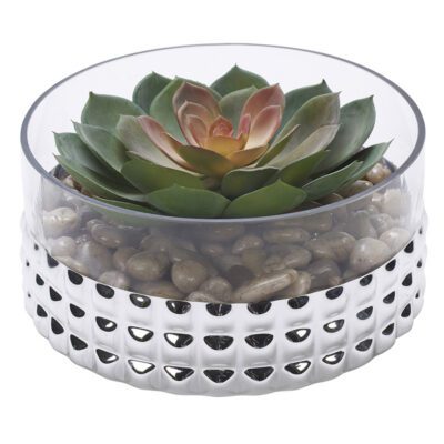 Large Rose/Green Echeveria in Large Short Stud Vase - 199035