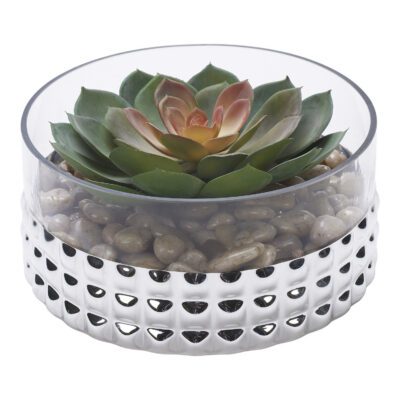 Echeveria in Large Short Stud Vase - 199035