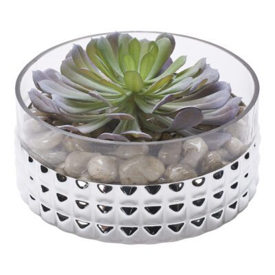 Echeveria in Small Short Stud Vase - 199036