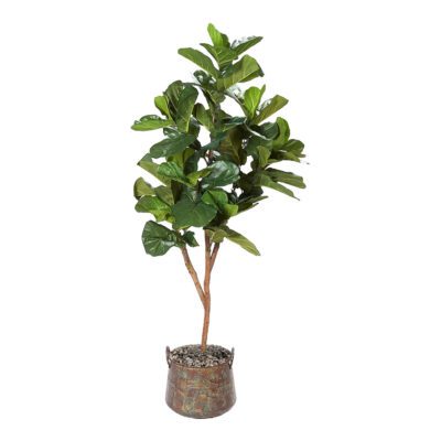 Fiddle Leaf Fig in Lantana Planter 7' - 319909