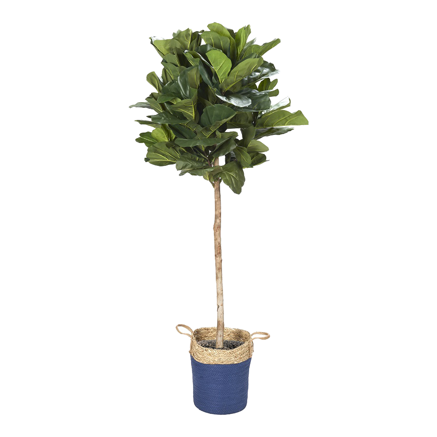 Fiddle Leaf Fig in Blue/Rattan Basket 7'- 319910