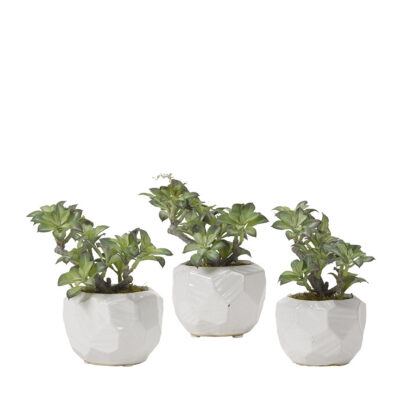 Green/White Star Succulent in Small White Flintstone Planter - Set of 3 - 191009