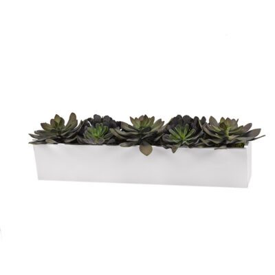 Succulents and Echeveria in Long White Planter - 192001