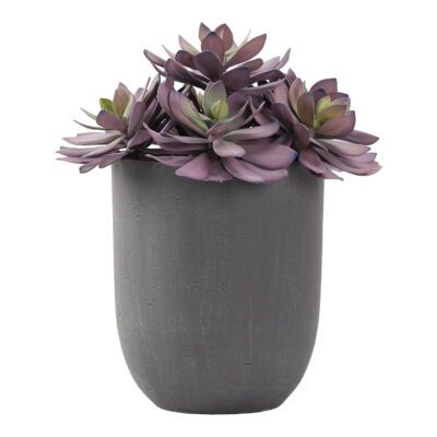 XL Frosted Echeveria in Campbell Planter - 194013