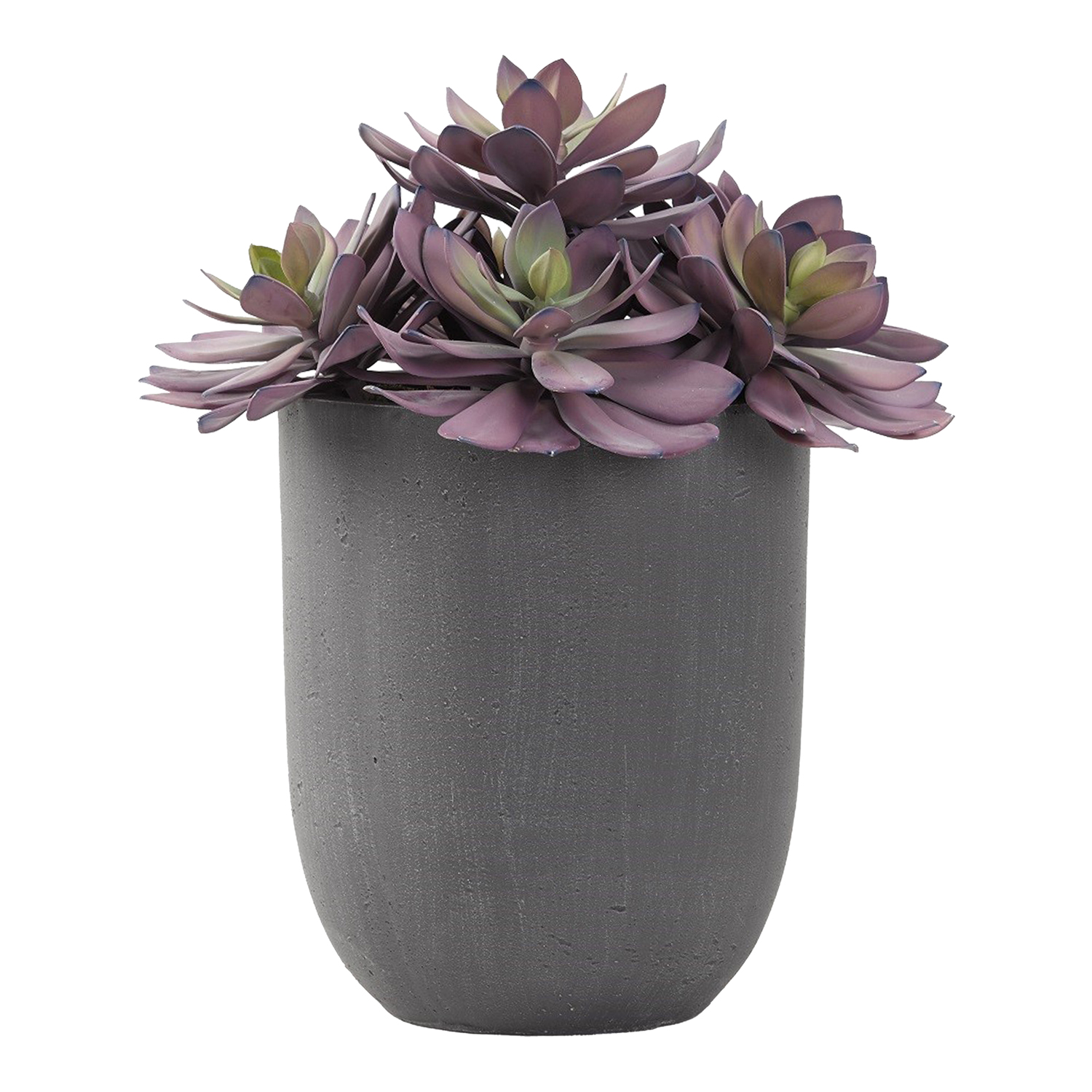XL Frosted Echeveria in Campbell Planter - 194013