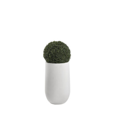 Boxwood Ball in Quinn Planter - 319403