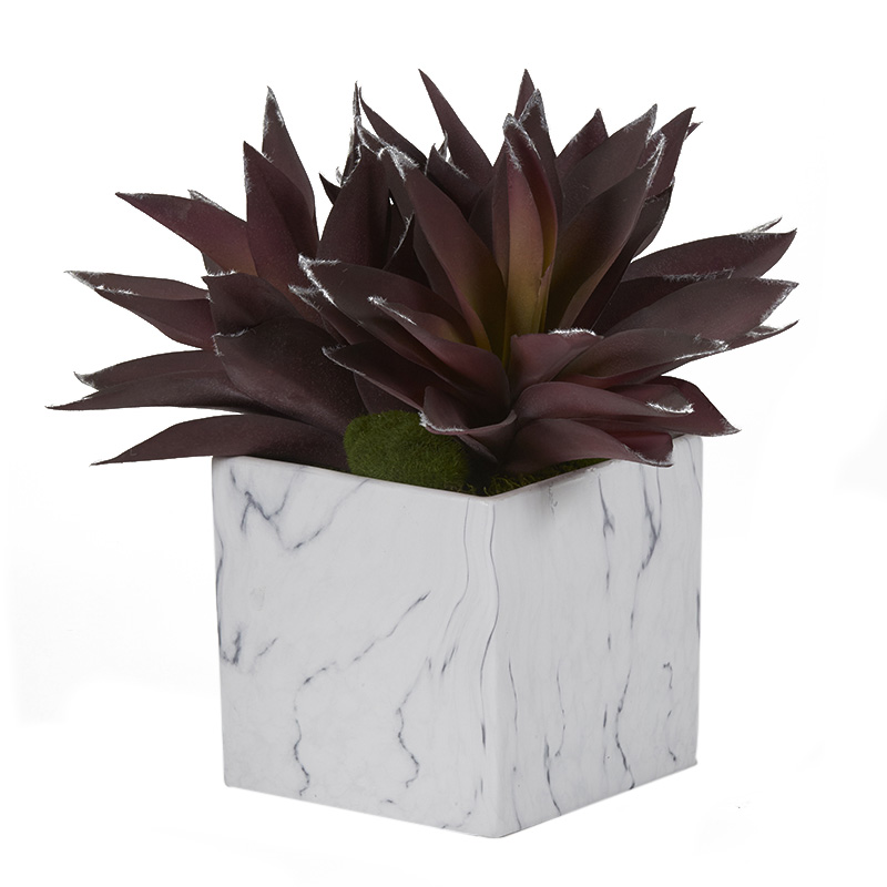 Purple Aloe Plants in Large Square Cora Vase - 201009