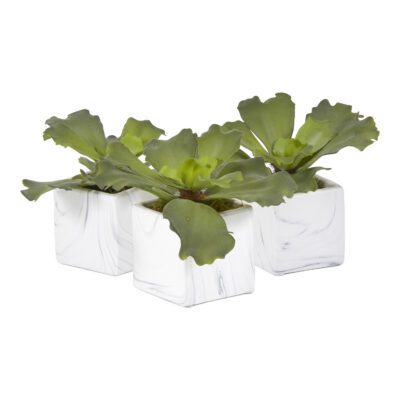 Ruffle Echeveria in Marbled Ceramic Cube - Set of 3 - 201016