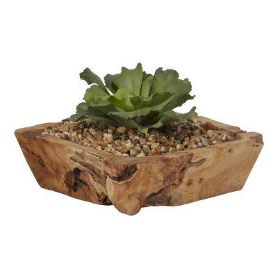 Double Ruffle Echeveria in Square Wooden Planter - 201024