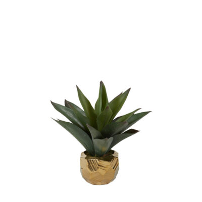 Aloe Plant in Gold Flintstone Planter - 201028