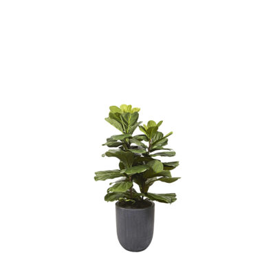 Fiddle Leaf Fig Plant in Campbell Planter - 320101