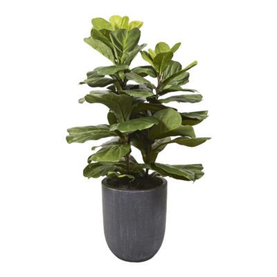 Fiddle Leaf Fig Plant in Campbell Planter - 320101