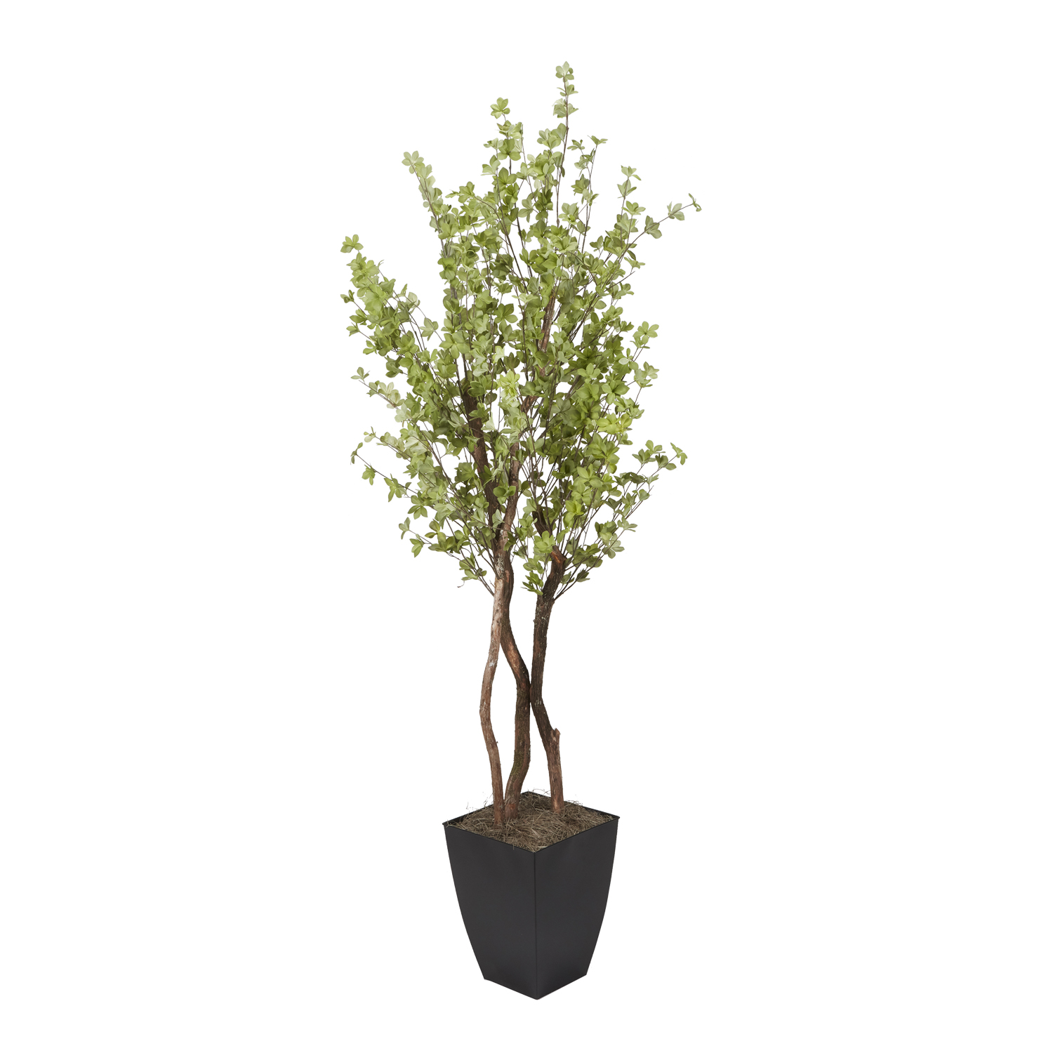 Star Leaf Tree in Cardinal Planter 7' - 320104