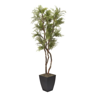 Maiden Hair Tree in Cardinal Planter 7' - 320105