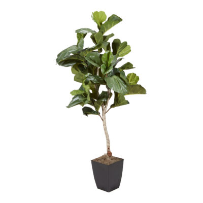 Fiddle Leaf Fig in Cardinal Planter 6.5' - 320106