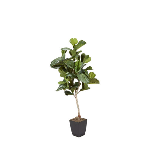 Fiddle Leaf Fig in Cardinal Planter 6.5' - 320106