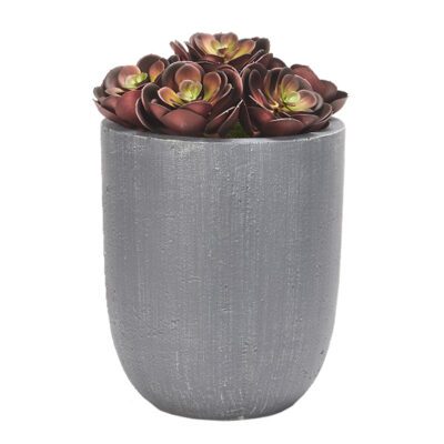 Red Echeveria in Campbell Planter - 197001