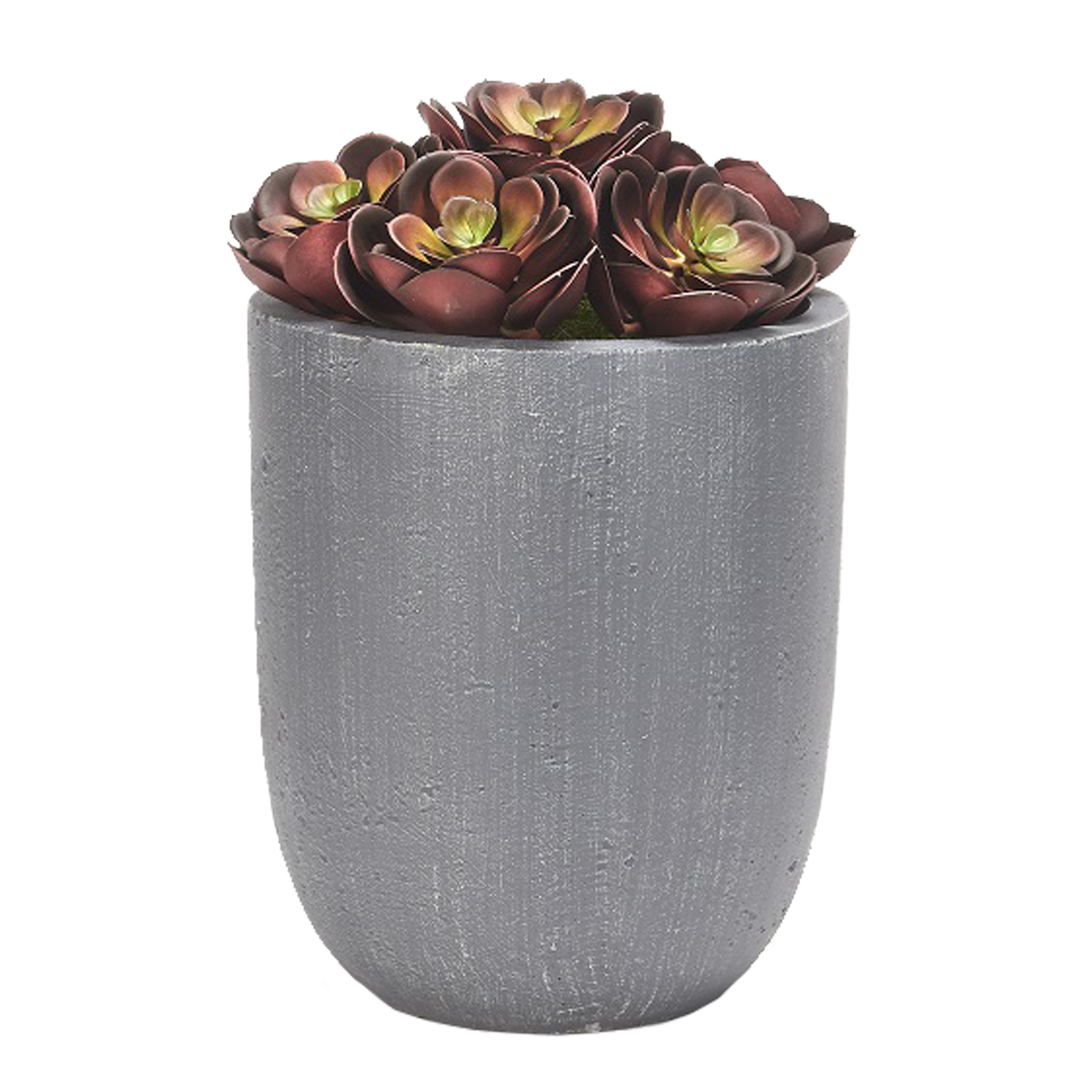 Red Echeveria in Campbell Planter - 197001