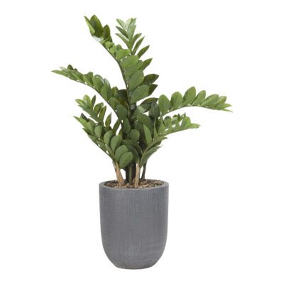 Zamiifolia Plant in Campbell Planter 2.5' - 197002