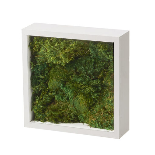 Preserved Mood Moss in White Shadow Box - 197039